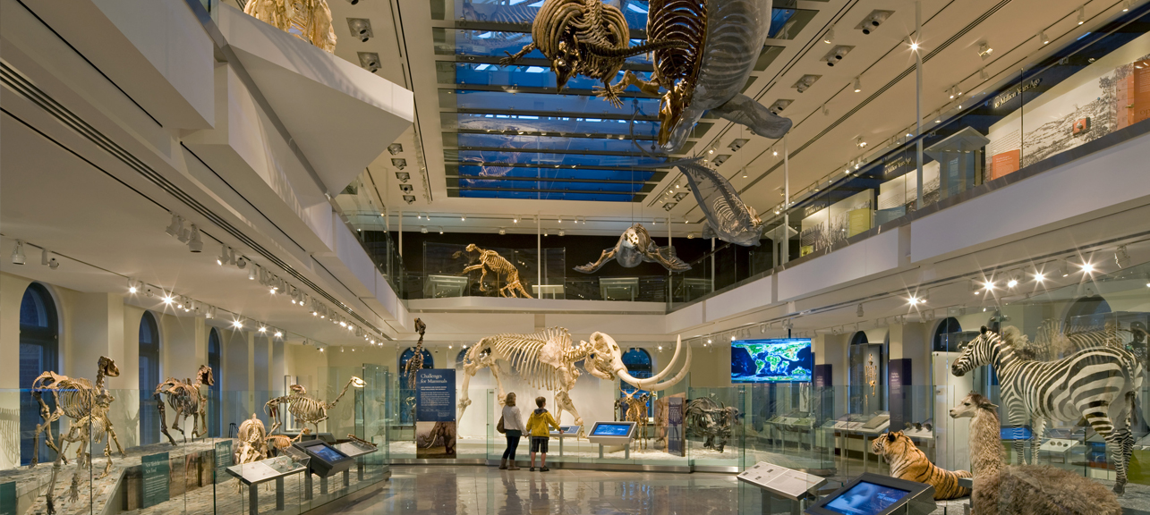 History Museum Project