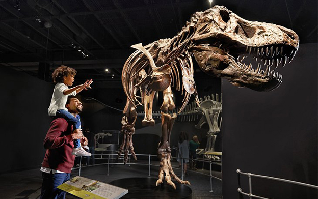 History Museum Project